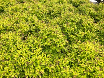 Mass of greenish-yellow leaves