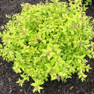 Small, round shrub with greenish-yellow leaves in mulched flower bed