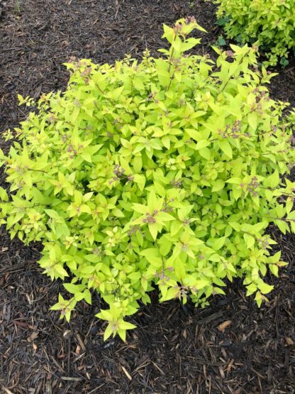 Small, round shrub with greenish-yellow leaves in mulched flower bed