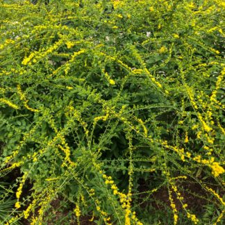 Sprays of golden yellow flowers