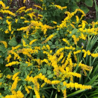 Sprays of golden yellow flowers