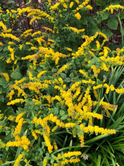 Sprays of golden yellow flowers