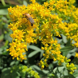 Small brown insect on yellow flower