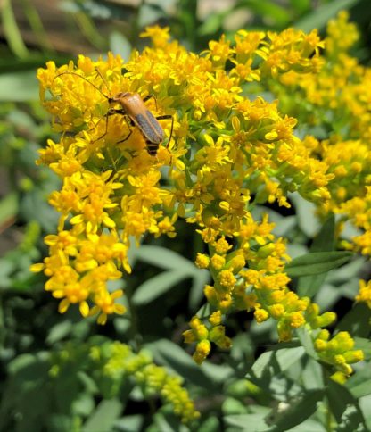 Small brown insect on yellow flower