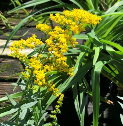 Golden yellow flower in front of green leaves