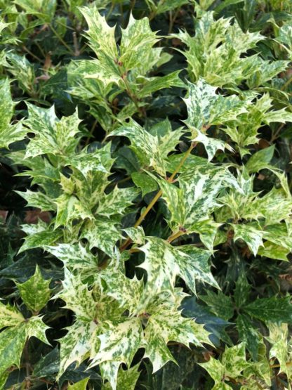 Close-up of pointy leaves with green and white variegation