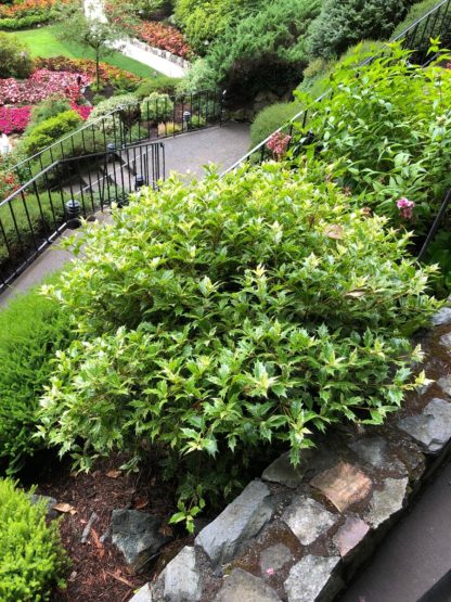 Small shrub with green, white and red leaves in garden in front of stone wall