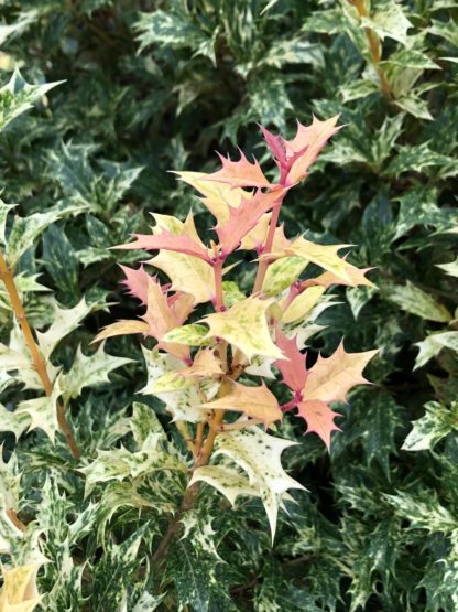Close-up of pointy leaves with green, white and pink variegation