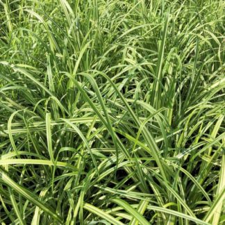 Masses of grasses with green leaves and yellow stripe in nursery