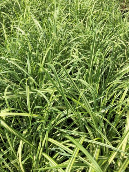 Masses of grasses with green leaves and yellow stripe in nursery