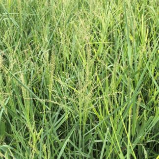 Masses of upright grasses in nursery