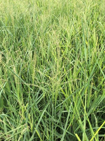 Masses of upright grasses in nursery