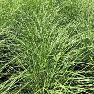 Rows of grasses with narrow blades of green and yellow in nursery