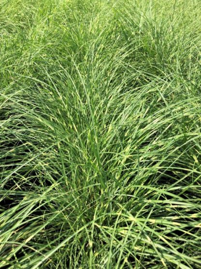 Rows of grasses with narrow blades of green and yellow in nursery