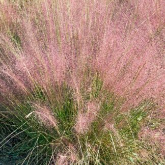 Iridescent pinkish-purple plumes on ornamental grass