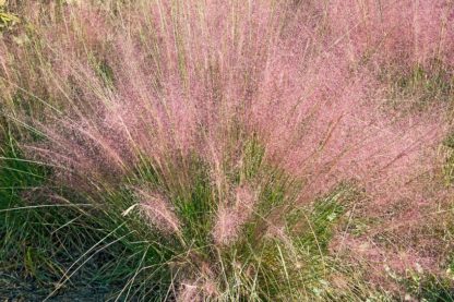 Iridescent pinkish-purple plumes on ornamental grass