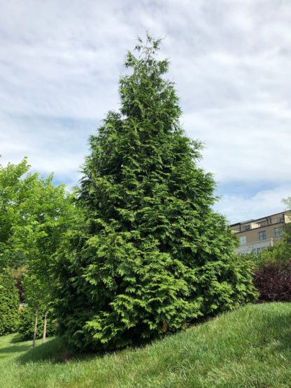 Large, mature, pyramidal evergreen in lawn