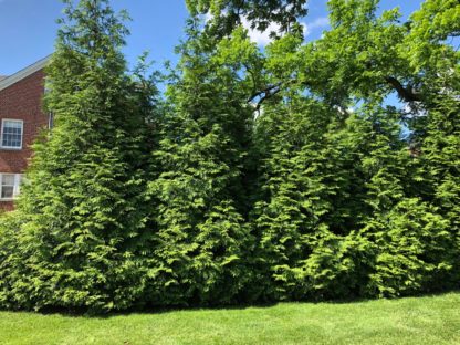 Tall, mature, evergreen trees in a row by in the lawn by a house