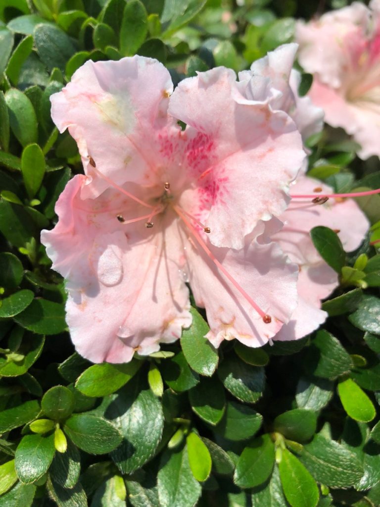 Close-up of Soft-pink flower surrounded by small green leaves