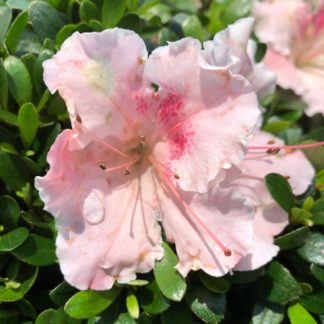 Close-up of Soft-pink flower surrounded by small green leaves