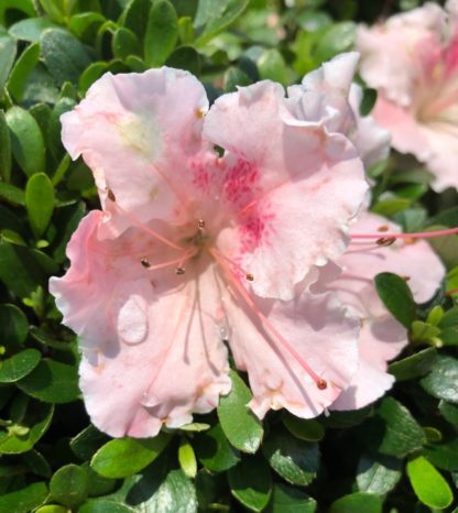 Close-up of Soft-pink flower surrounded by small green leaves