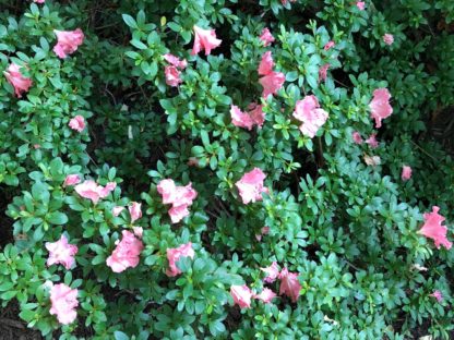 Large pink flowers on green shrub in garden