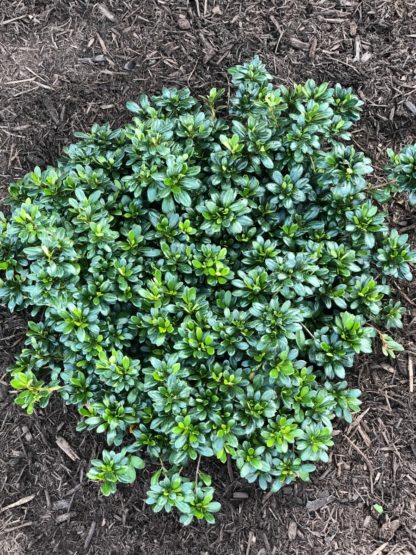 Compact, round shrub planted in mulch