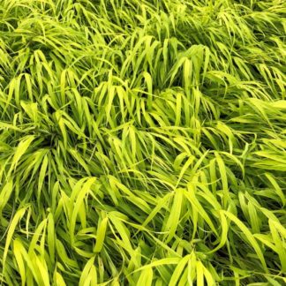 Close-up of greenish-yellow grass blades