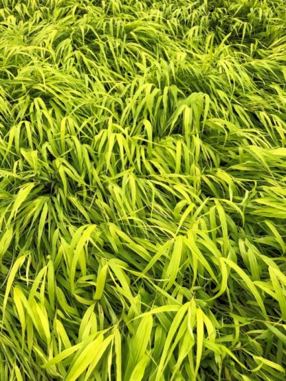 Close-up of greenish-yellow grass blades