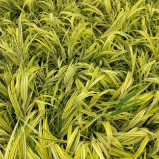 Close-up of yellow and green variegated grass blades