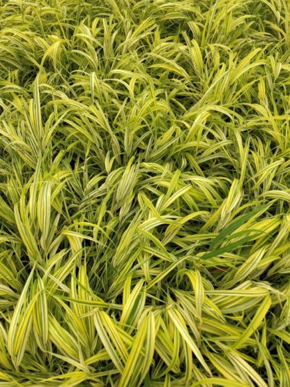 Close-up of yellow and green variegated grass blades