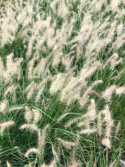Masses of brown plumes on ornamental grasses in nursery field