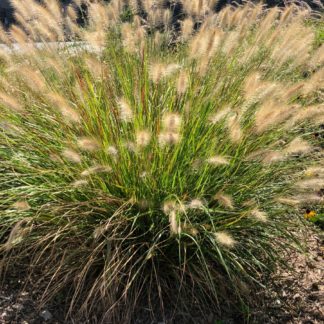 Small ornamental grass with brown plumes in garden