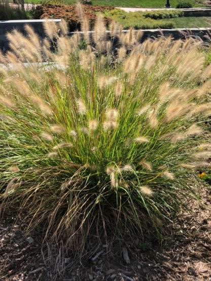 Small ornamental grass with brown plumes in garden