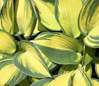 Hosta