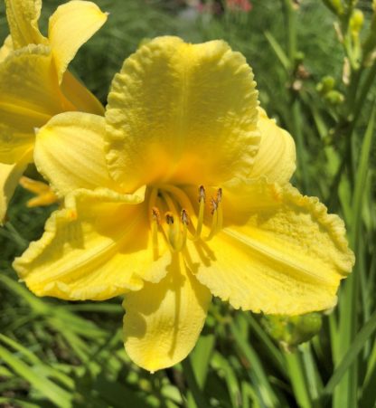 Large, cupped, yellow flower with surrounded by grass-like foliage