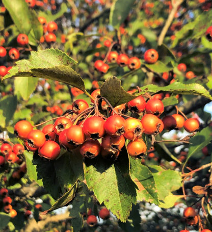 Close-up of a cluster of orange-red berries surrounded by leaves on tree branch