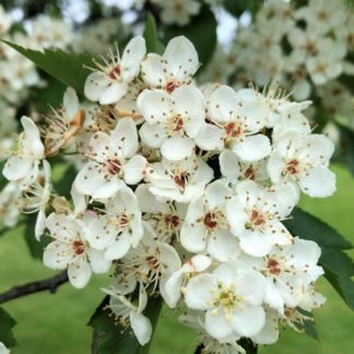 Close-up of a cluster of small white flowers on tree branch