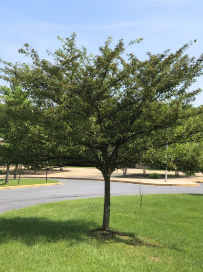 Mature flowering tree with green leaves in lawn near street