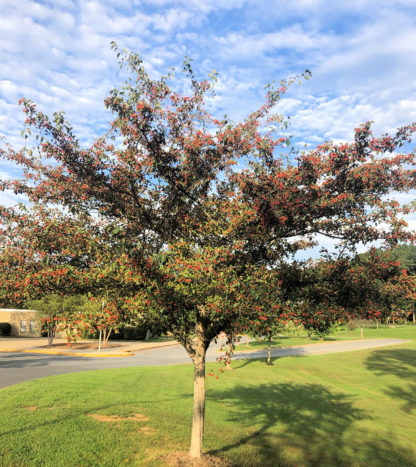 Mature tree with green leaves and red berries in lawn
