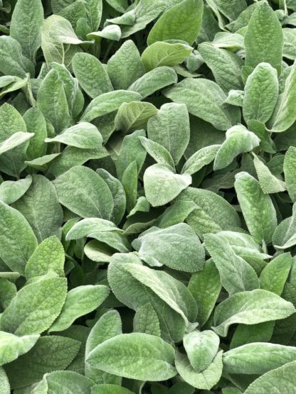 Close-up of soft, fuzzy silvery-green foliage