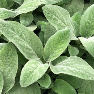 Close-up of soft, fuzzy silvery-green foliage