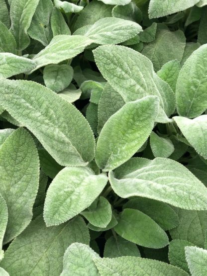 Close-up of soft, fuzzy silvery-green foliage