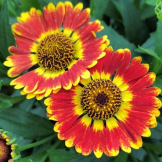 Close-up of two red flowers with a center yellow band and yellow tips surrounded by green leaves and flower buds