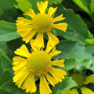 Close-up of two yellow flowers with large yellow centers surrounded by green leaves