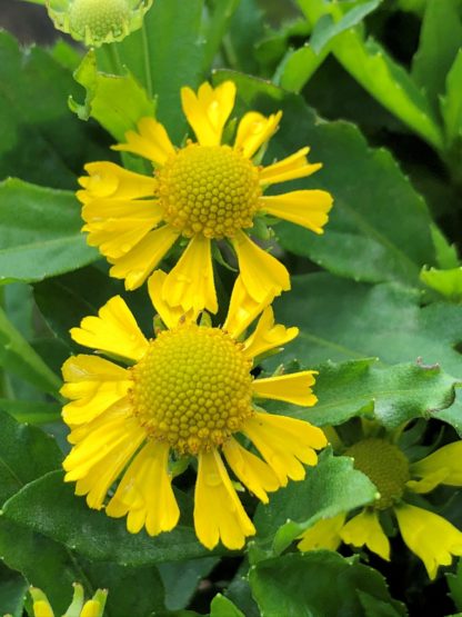 Close-up of two yellow flowers with large yellow centers surrounded by green leaves