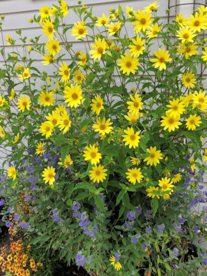 Masses of lemon-yellow flowers on shrub in front of a house