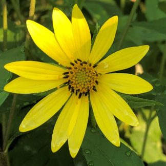 Close-up of yellow, daisy-like flower with yellow center