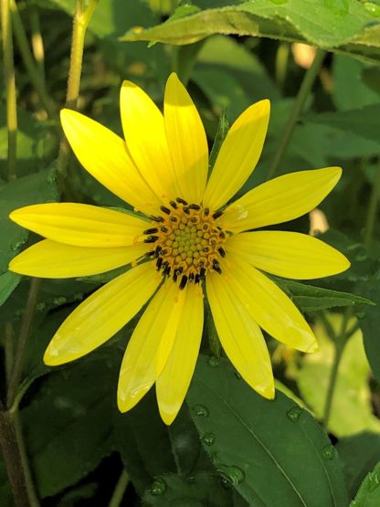 Close-up of yellow, daisy-like flower with yellow center