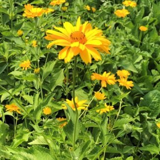 Yellow, daisy-like flowers growing in a garden